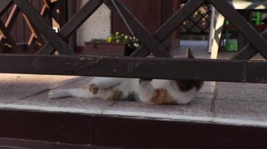 Bahçedeki pergola 'da beyaz ince çizgiyle oynayan genç bir kedi. Yakalamaya çalışıyor ve ısırıyor. Eğlence için sadece kediye ve ipe ihtiyacın var. Eğlenceli bir tepki. Eğlence için. Onunla olmak eğlenceli..