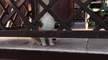 Şirin evcil kediyle açık hava oyunları oynamak. Ortak sahibi güzelliği için ip kullanıyor ve eğlendirmek için en iyi arkadaşını kullanıyor. Kedi için en önemli soru yakalamak ya da ısırmak. Kedi. 