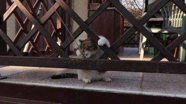 Moggy beyaz ip yakalamak ve vahşi eğitim için kullanmak istiyor. Bir düşmana yapılan kedi saldırısı gibi. Bir sonraki savaş için önemli bir alıştırma. Oyun sayesinde gelişiyor. Açık hava aktiviteleri. Eğlenceli bir tepki. Eğlence için. Onunla olmak eğlenceli..