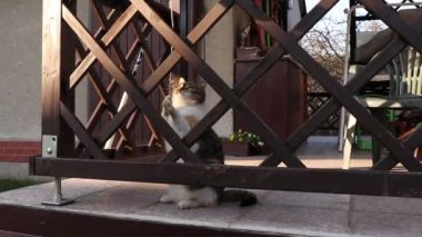 Hey, buraya gel. Isırmak istiyorum. Felis catus domesticus ip ile oynuyor, basamaklar arasında pergola şeklinde. Aktif ve dinamik kedi tüm hızını ve yeteneğini gösteriyor. Açık hava aktivitesi. Evcil hayvanla oyna. 
