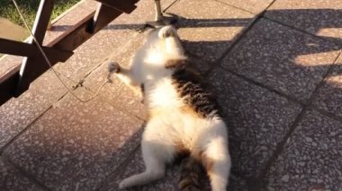 Felis Catus domesticus 'tan çok eğlenceli bir pozisyon. Komik bir video. Evcil kedi ve telli komik bir video. Sıkıntıdan kurtul. Gülme durumu. Güne gülümseyerek başla. İple kedi oyunu