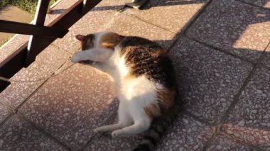 İple kedi eğitimi gerçek hayat için. Gözlem, hareket ve tepki koordinasyonunu geliştiren eğlence. Felis catus domesticus, baharda bahçe sahibi ile oyun oynuyor.