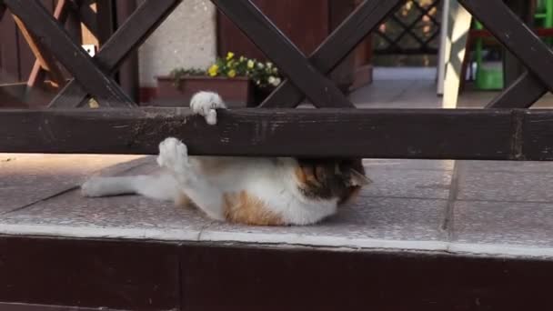 Frisky Cat Managed Claw Catch String Now Tries Shove Her — Stock Video