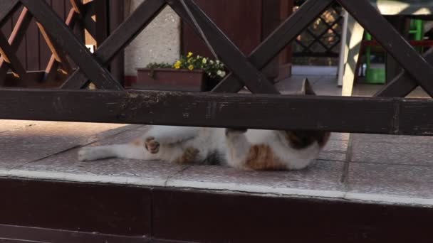 Jonge Stoere Kat Speelt Met Witte Dunne Lijn Pergola Huistuin — Stockvideo