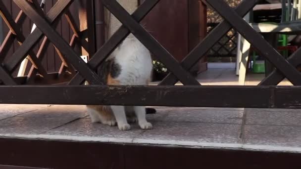 Şirin Evcil Kediyle Açık Hava Oyunları Oynamak Ortak Sahibi Güzelliği — Stok video