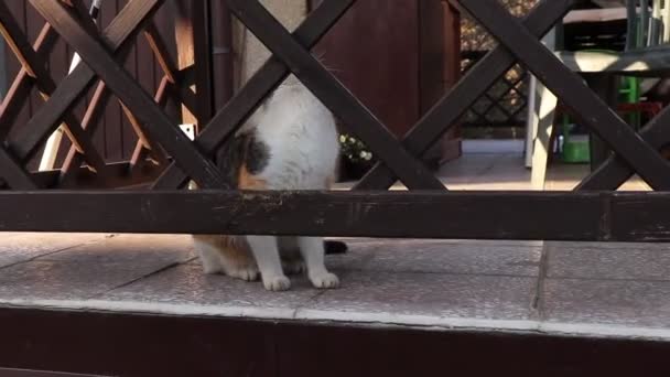 Jogue Jogos Livre Com Gato Domesticado Bonito Proprietário Comum Usando — Vídeo de Stock