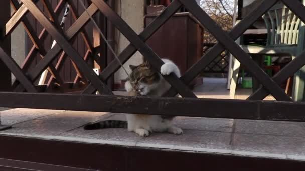 Moggy Quer Pegar Corda Branca Usando Para Treinamento Para Selvagem — Vídeo de Stock