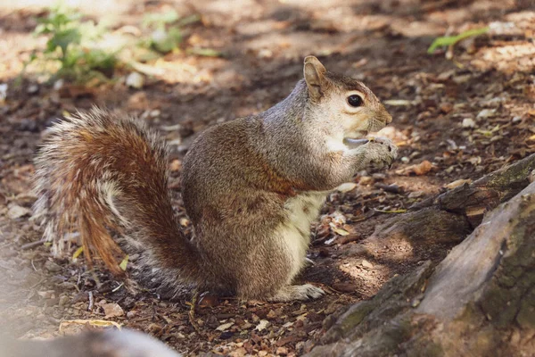 Fearless squirrel eating food without any uncertainty from people. Wonderful sciurus carolinensis eats nuts in Hyde park, London, Great Britain. Connection and coexistence with people. — Stock Image Fearless Squirrel Eating Food Any Uncertainty People Wonderful Sciurus Carolinensis Royalty Free Stock Images
