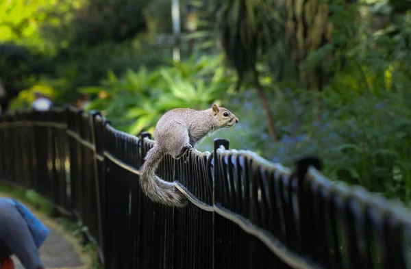 Sciurus carolinensis jump from one handrail on another in Hyde park, London - capital city of England. Grey Squirrel looks into a wild and waits for order. Connection and coexistence. — Stock Image Sciurus Carolinensis Jump One Handrail Another Hyde Park London Capital Royalty Free Stock Images
