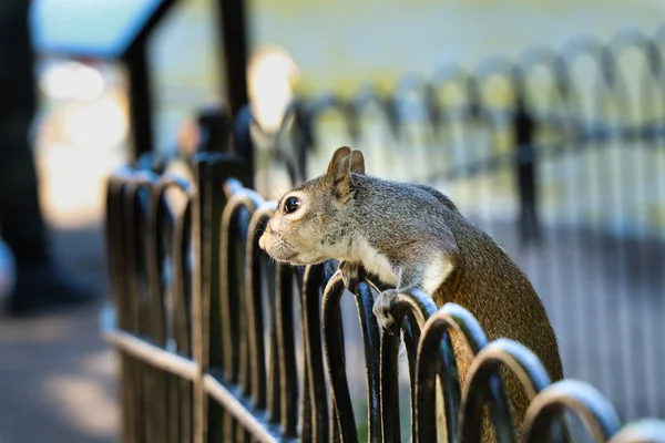Connection and coexistence between squirrels and people in London parks, united kingdom. Very curious Sciurus carolinensis which holds handrail and watch people around her. — Stock Image Connection Coexistence Squirrels People London Parks United Kingdom Very Curious Stock Image