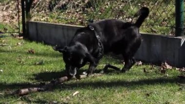 Kara şeytan sahada büyük bir dalla oynuyor. Kömür gibi kapkara bir köpek yeni evcil hayvanı ve arkadaşına sevinçle homurdanıyor. Sopayla açık hava oyunları. Isırma ve fırlatma