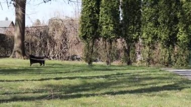 Getir onu. Sahibi tahta bir sopa fırlattı ve kara şeytan kaçtı ve şimdi dalı adama geri getirdi. Kara köpek bu eğlenceli eğlencenin tadını çıkar. Spor öğleden sonra. İlişki sahibi, evcil hayvan