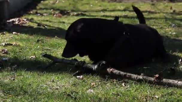 Mały Czarny Diabeł Gryzie Ogromny Drewniany Patyk Lub Gałąź Wydaje — Wideo stockowe