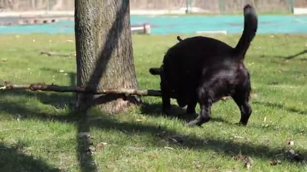 黑狗喜欢他的新玩具 巨大的树枝 户外活动 去拿黑魔鬼重重地在花园里跑来跑去 发出奇怪的声音 — 图库视频影像