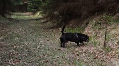 Köpeğin vücudundaki yaşlı şeytan habercisi daha iyi sindirim için ot yer. İnsanoğlunun en iyi arkadaşıyla Beskydy dağlarında dolaşıyorlar.