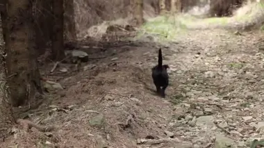 Çek Cumhuriyeti 'nin doğusundaki Beskydy dağlarında siyah köpeğimle seyahat ediyorum. Kara şeytan tepeye doğru koşar ve merhametle durur ve en yavaşını bekler..