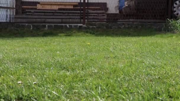 Zabawna Gra Nazwie Petanque Najpierw Rzucasz Małą Drewnianą Piłkę Następnie — Wideo stockowe