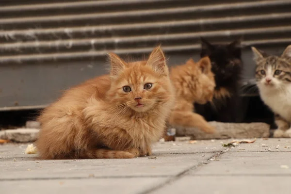 Cute Homeless Kitten Sadly Sits Her Friends Path Middle Nikosia — Stock Photo, Image