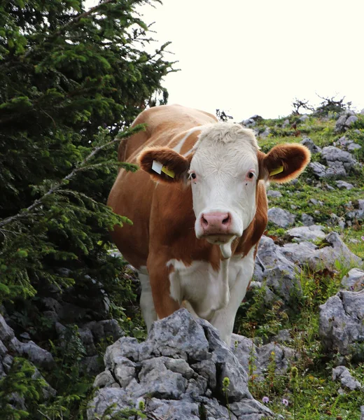 Une Vache Brune Blanche Avec Une Belle Cloche Dorée Autour — Photo