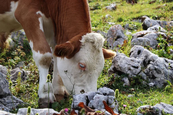 Detalhe Uma Vaca Austríaca Raça Pinzgauer Que Produz Melhor Leite — Fotografia de Stock