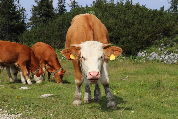 Eye Fight Photographer Cow Who Retreat First Stressful Situation Pinzgauer — Stock Photo, Image