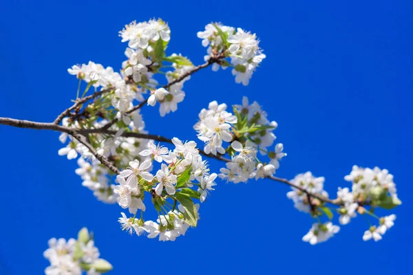 Blühender Obstbaum vor blauem Himmel Stockbild