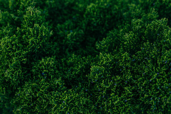 bush thuja, green backgraund