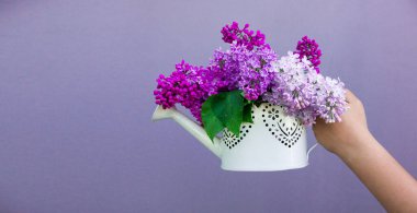 Beyaz bir vazoda, mor bir duvarda duran bir çocuğun ellerinde leylak demeti.