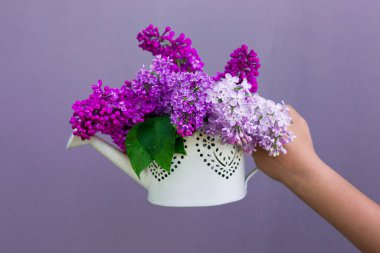 Beyaz bir vazoda, mor bir duvarda duran bir çocuğun ellerinde leylak demeti.