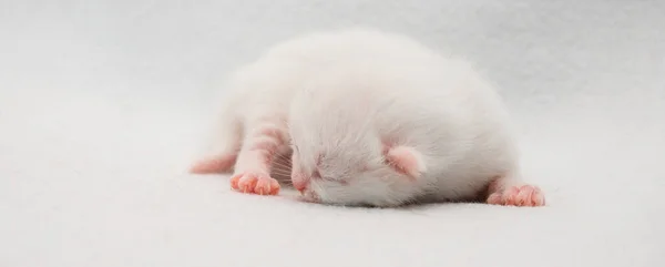 Close-Up Of Newborn white Cat Sleeping On White Background