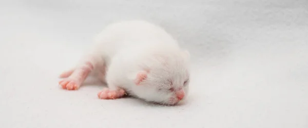 Nahaufnahme Einer Neugeborenen Weißen Katze Die Auf Weißem Hintergrund Schläft — Stockfoto