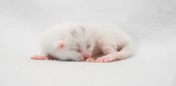 Close Van Pasgeboren Witte Kat Slapen Witte Achtergrond — Stockfoto