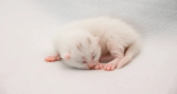 Close Newborn White Cat Sleeping White Background — Stock Photo, Image