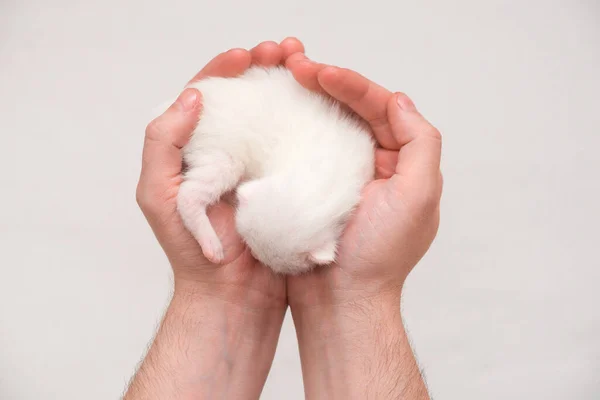 Kitten Sleeping Man Hands Pet Owner His Cat Cozy Sleep — Stock Photo, Image