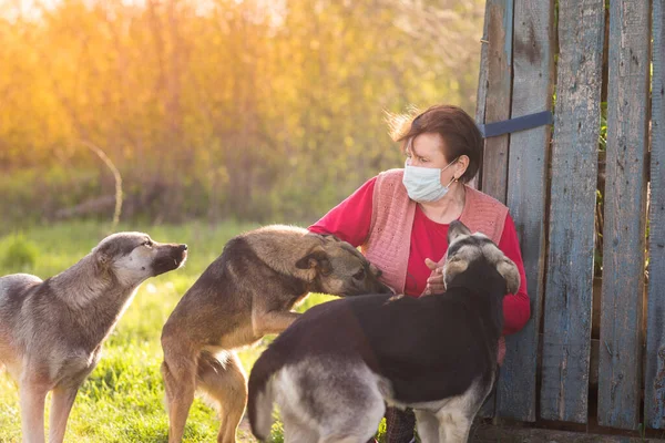 Äldre Ganska Lycklig Kvinna Medicinsk Mask Leker Med Hundar Kärlek — Stockfoto