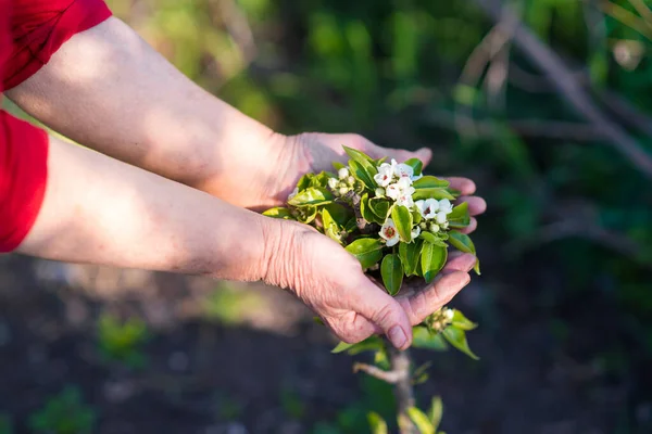 Mãos Humanas Segurando Planta Verde Sobre Fundo Natureza — Fotografia de Stock