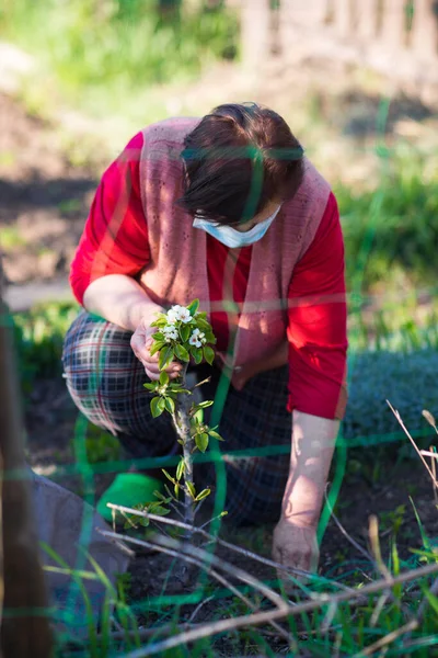 Mãos Femininas Arrancam Ervas Daninhas Jardim Plantação Alho Cultivada Organicamente — Fotografia de Stock