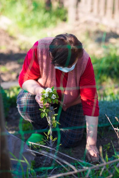 Mãos Femininas Arrancam Ervas Daninhas Jardim Plantação Alho Cultivada Organicamente — Fotografia de Stock
