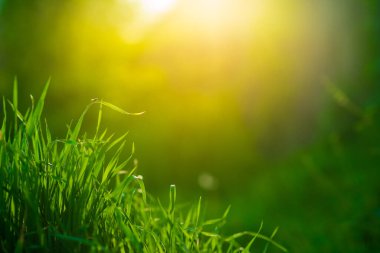 Yeşil çayır bulutlar ile mavi gökyüzünün altında. Güzel doğa günbatımı manzara