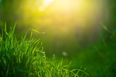 Dağda güzel bir gün doğumu güneş ışığı ve altın bokeh ile çayır manzarası serinliği..