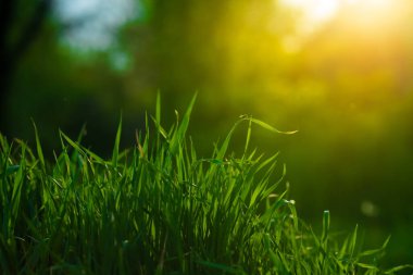 Yeşil çayır bulutlar ile mavi gökyüzünün altında. Güzel doğa günbatımı manzara
