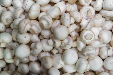 Taze şampiyonlar kutusu. en üstteki görünüm