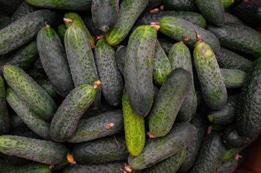 Turşulu kutu. Kutu görünümünde küçük salatalıklar.