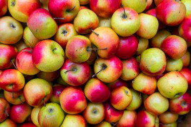 Tahta kasalarda ekolojik elmalar. Geçmişi. Çiftçi pazarında sergilenen sandıktaki pembe, canlı, kırmızı, yeşil renkli elmalara yakın çekim.