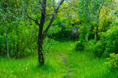 Yumuşak odaklanma. Yeşil çimenler yakın plan. Sıcak, güneşli bir günde yaz bahçesi..