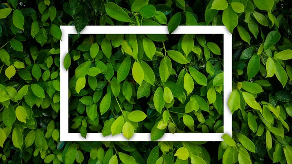 Banyan Grön Blad Natur Bakgrund Med Ram Vit Träd Växt — Stockfoto