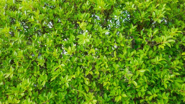 Banyan Grön Lämnar Naturen Bakgrund Träd Växt Buske Dekorera Trädgården — Stockfoto