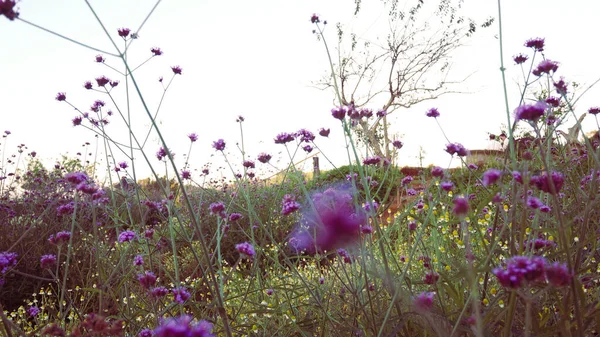 Gräs Blommor Och Blad Vacker Bakgrund Miljö Eco Blommig Scen — Stockfoto