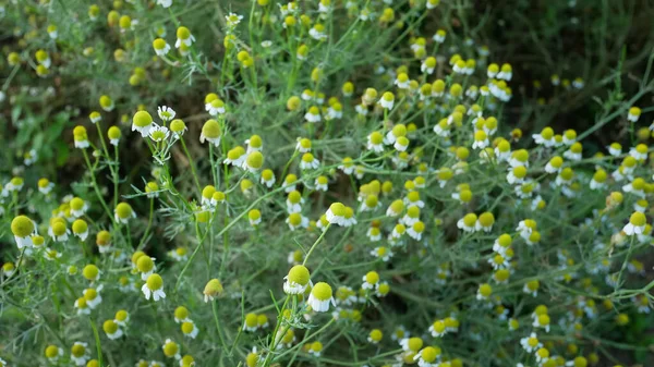 Grasblumen Und Blatt Schönen Background Environment Eco Floral Szene Wallpaper — Stockfoto