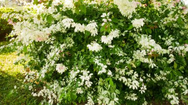 Güzel küçük beyaz çiçek adı Mok in Garden Park (Bilimsel adı Wrightia religiosa Benth.) Tayland bitkisi aromalı buket.
